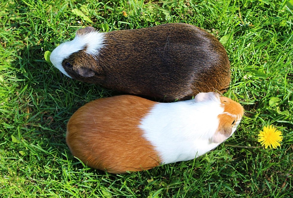 Two guinea pigs forming yin